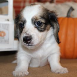 Daisy - Piebald female Dachshund puppy in Roanoke, Alabama from J&E Dachshunds