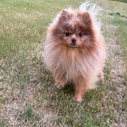 Mathew - Pomeranian