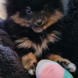 Pomeranian Puppies from Pawsome Poms