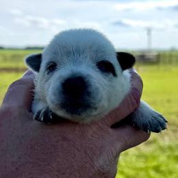 MaryJane - Blue female Australian Cattle Dog puppy in Devalls Bluff, Arkansas from Coolhand's Australian Cattle Dogs