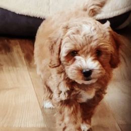 Goldendoodles from Oodles of Doodles