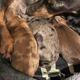 Dachshund Puppies from Southern Belle Dachshunds