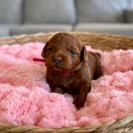 Pink - Red  female Goldendoodle puppy in Eagle Mountain, Utah from Meadow Ranch Pups