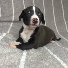 Stella - White and black female Italian Greyhound puppy in Haywood, Kentucky from Kentucky Greyhounds