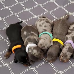 Dachshunds from Mcgurn Dachshunds