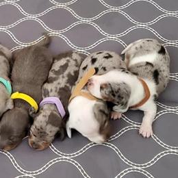 Dachshunds from Mcgurn Dachshunds