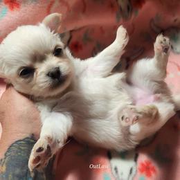 Lacey - Cream female Chihuahua puppy in Gerald, Missouri from OutLaw Chihuahua's