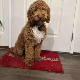 Oakleigh - Goldendoodle
