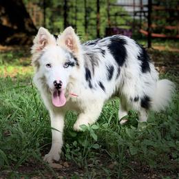 Halley - Border Collie