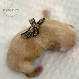 Tango - Gold male Shih Tzu puppy in League City, Texas from Divine Pups