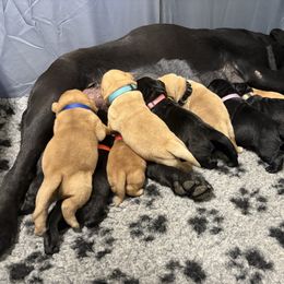 Female 3 - Black female Labrador Retriever puppy in Murrieta, California from The Golden Leash Kennels