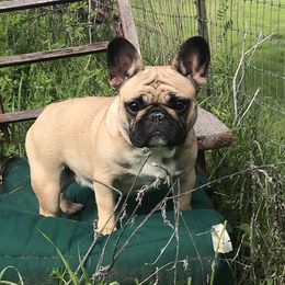 Winnie - French Bulldog