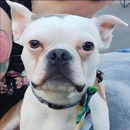 Winston - Boston Terrier