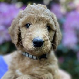 Patsy Cline - Red  Goldendoodle puppy in Brush Prairie, Washington from Emerald Hill Acres