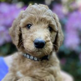 Patsy Cline - Red  Goldendoodle puppy in Brush Prairie, Washington from Emerald Hill Acres