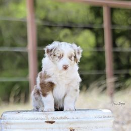 Australian Shepherd Puppies from Broken Arrow Australian Shepherds