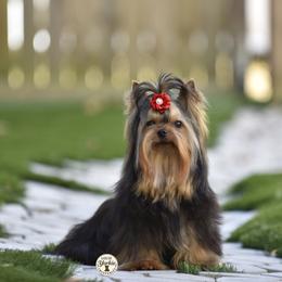 Bear - Yorkshire Terrier