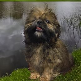 Wyatt - Shih Tzu