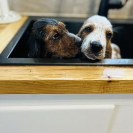 Basset Hound and Dalmatian Puppies from Lazy B Bassets and Dalmatians