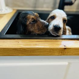 Basset Hound and Dalmatian Puppies from Lazy B Bassets and Dalmatians