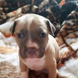 American Pit Bull Terrier Puppies from Kaotic APBTs