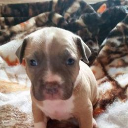 American Pit Bull Terrier Puppies from Kaotic APBTs