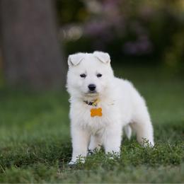 Yellow collar - White female Berger Blanc Suisse puppy in Chestnut, Illinois from Fireside Fernweh