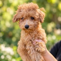 Penny - Apricot female Poodle puppy in Chattanooga, Tennessee from Joyfull Pals