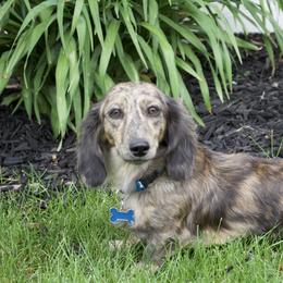 Dixie - Dachshund