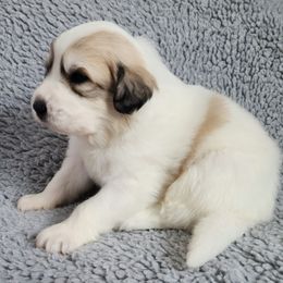 Titan - spot on side - White and badger male Great Pyrenees puppy in Monmouth, Maine from Flewelling Great Pyrenees