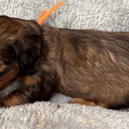 Orange collar boy - Sable male Dachshund puppy in Hastings, Nebraska from D & J SCOTTIES AND CAIRNS & Miniature Long haired Dachshunds