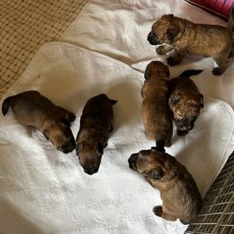 Soft Coated Wheaten Terrier puppies from Cuilinn Wheatens