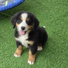 Zella - Black tan and white female Bernese Mountain Dog puppy in Gaffney, South Carolina from Circle D Farms