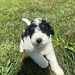 Oliver - Tri-color male Bernedoodle puppy in Moulton, Iowa from Shondel Puppy Paws