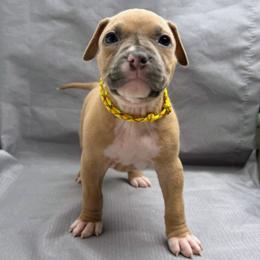 Orange And yellow Collar Female - Blue fawn female American Pit Bull Terrier puppy in Pensacola, Florida from Alpha Alliance Kennels