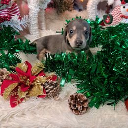 3300.. blue and cream Cash smooth - Dapple male Dachshund puppy in Winter Haven, Florida from Gateway 2 Little Paws