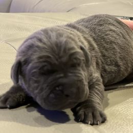 Emilia - Gray female Cane Corso puppy in Las Vegas, Nevada from LV3M Cane Corso