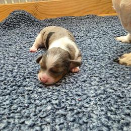 Boy 1 - Dapple male Dachshund puppy in Farmerville, Louisiana from Hancock House of Basset Hounds & Mini Dachshunds
