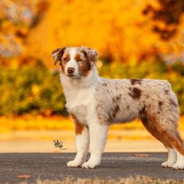 Miniature American Shepherd Puppies from TaraFox Miniature American Shepherds