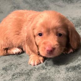 Casper - Cream male Dachshund puppy in Arp, Texas from Barksalot Dachshunds