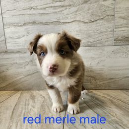 Mya blue - Red merle male Australian Shepherd puppy in Arbela, Missouri from County Line Aussies