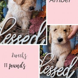 Girl 3 - Saint Berdoodle puppy in St. Maries, Idaho from Casseldoodles @ CasselFarm