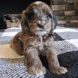 Pink girl - Black and tan female Cockapoo puppy in Howell, Michigan from Robbin's Treasures