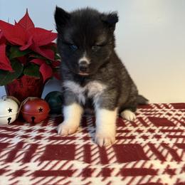 Pinwheel - Agouti and white male Siberian Husky puppy in West Branch, Michigan from First Frost Kennels