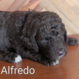 Alfredo - Brown and white male Sheepadoodle puppy in Berwick, Pennsylvania from Wright’s Wiggle Butts