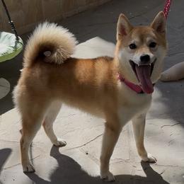 Shiba Inu puppies from Mishmo's Shibas and Papillons