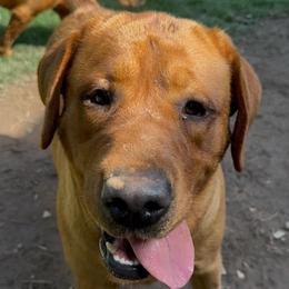 Rain - Labrador Retriever