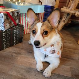 Dixie - Pembroke Welsh Corgi