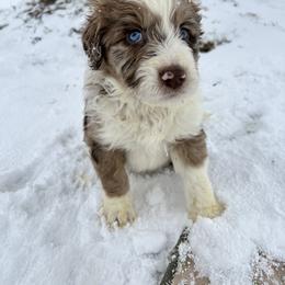 Aussiedoodle and Goldendoodle Puppies from Junipersdoodles