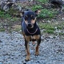 Grizz - Teddy Roosevelt Terrier